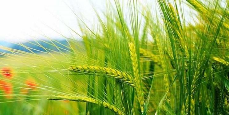 تقویت سازوکارهای تحمل گیاه گندم در برابر تنش‌های محیطی با راهکاری ایرانی